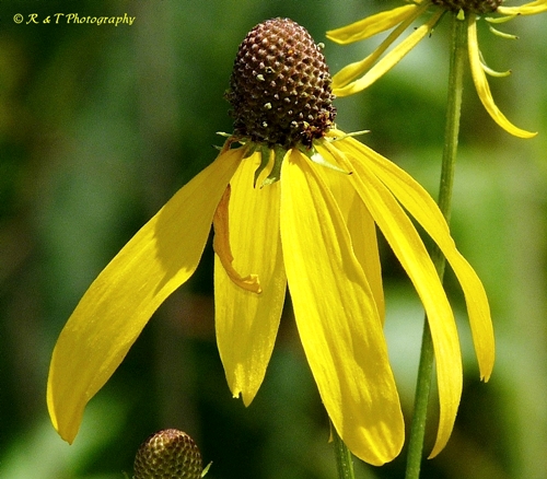 {Ratibida pinnata}